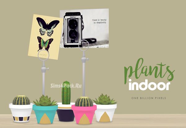 Комнатные растения "INDOOR PLANTS"