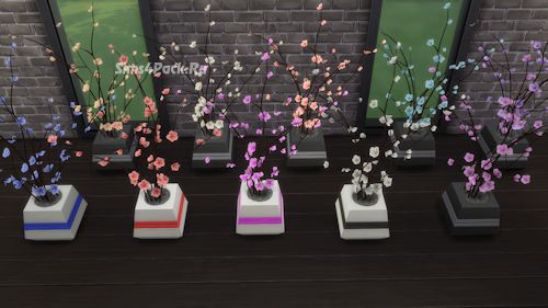 Декоративное растение "Starblossoms"