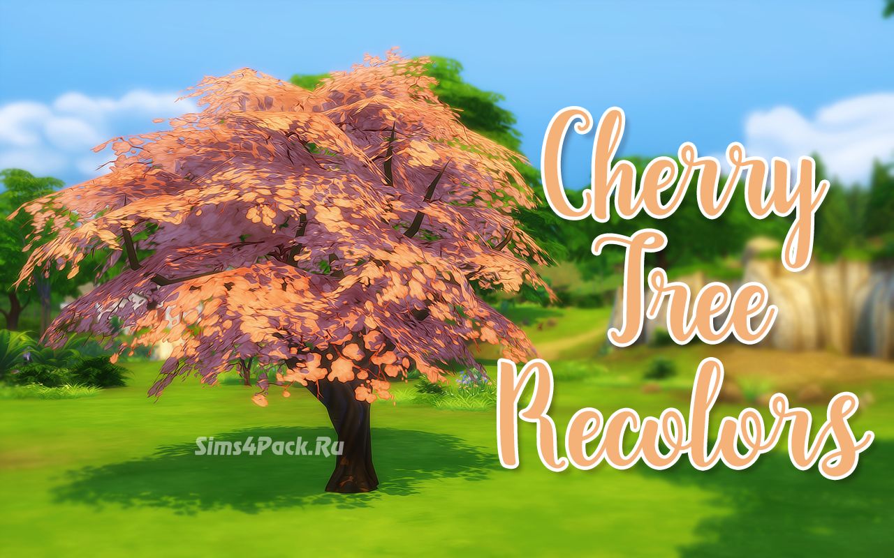 Вишнёвое дерево "Cherry Tree Berry Recolors"