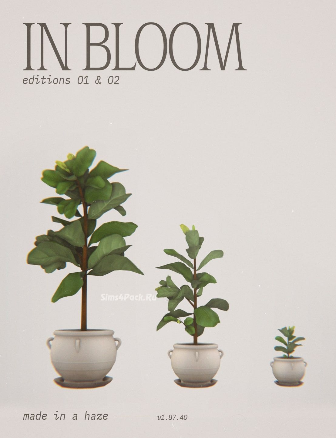 Комнатные растения "in bloom"